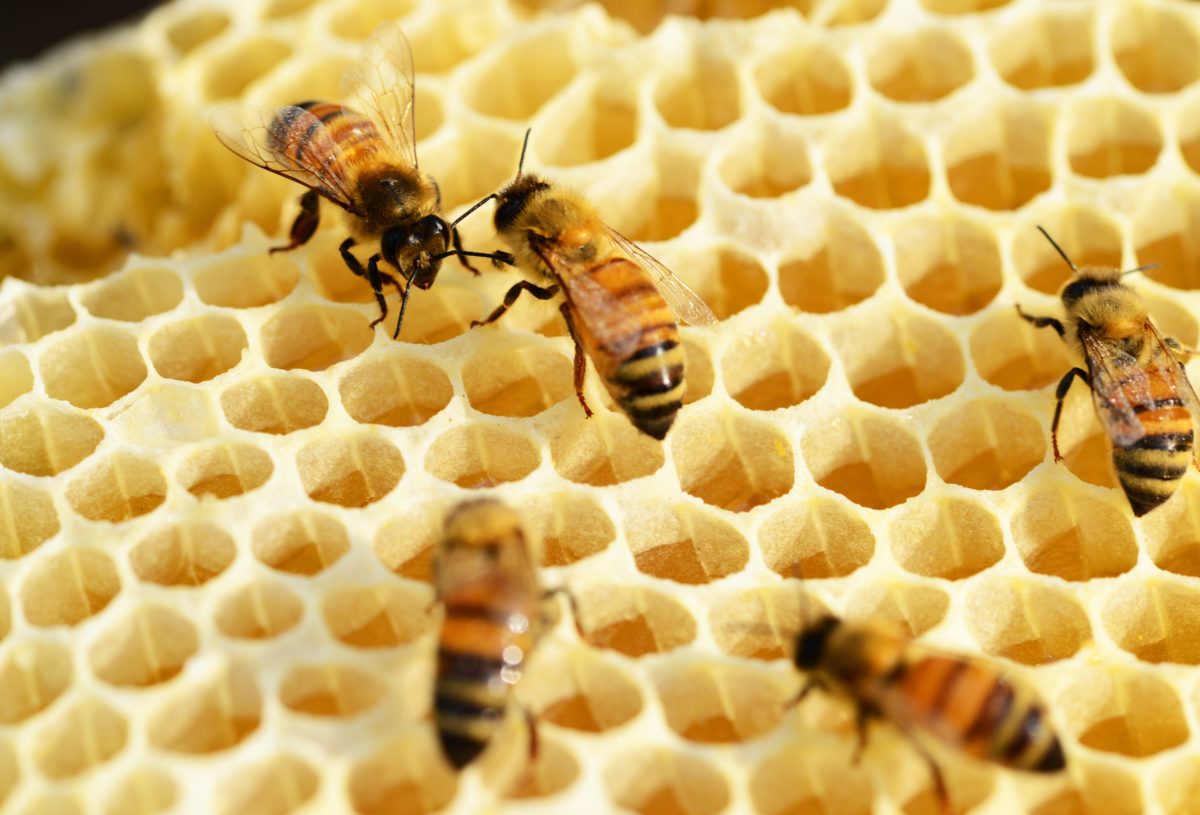 Close-up view of bees actively working on a honeycomb.