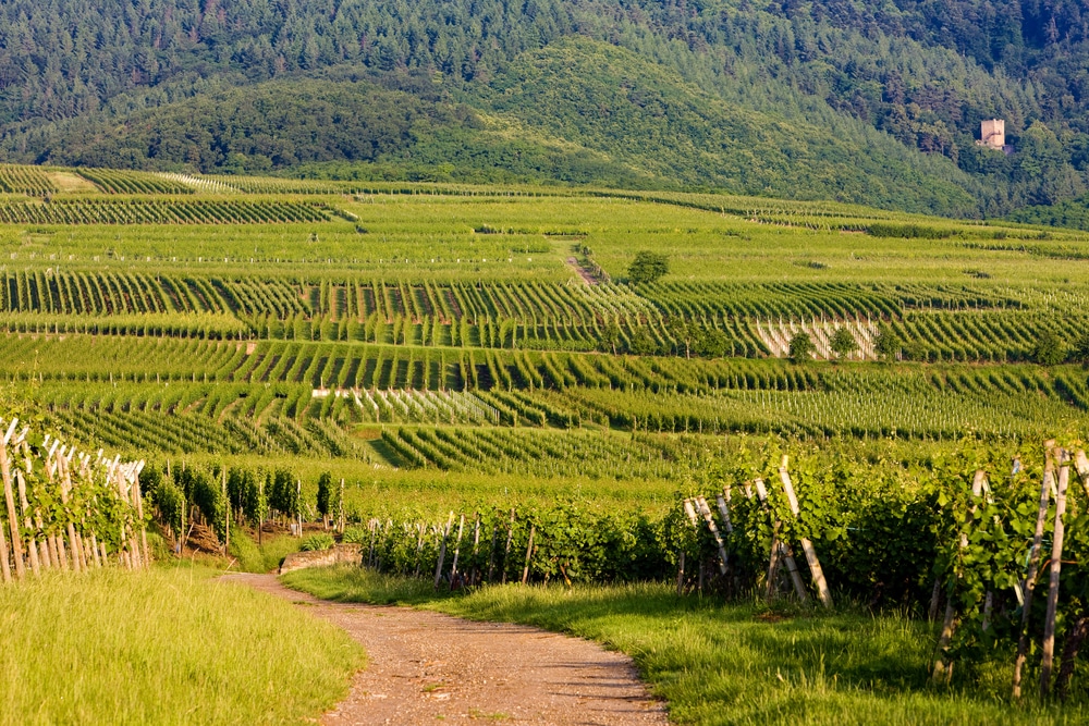 Scenic view of vineyards in Alsace, France with pathways and green landscapes.