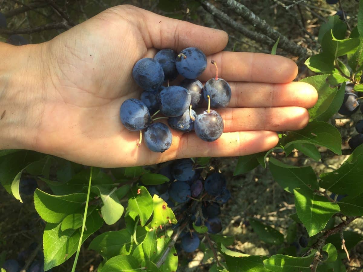 Hand holding freshly picked beach plum berries amidst green foliage.