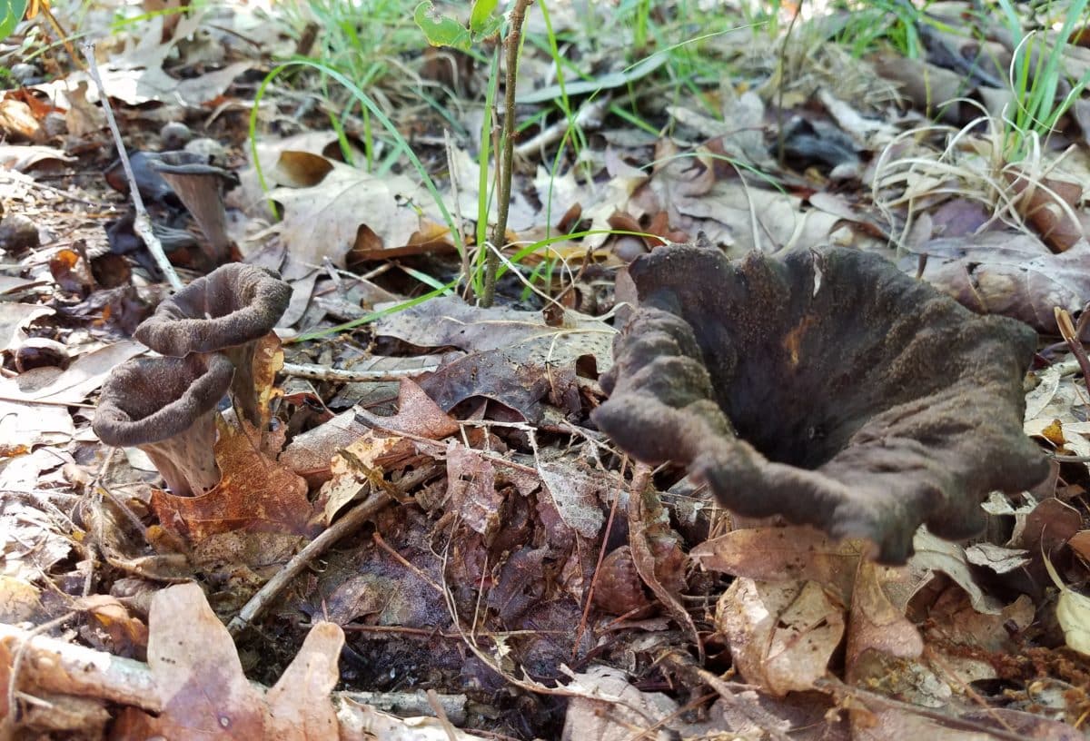Black Trumpet mushrooms thriving amidst fallen forest leaves.