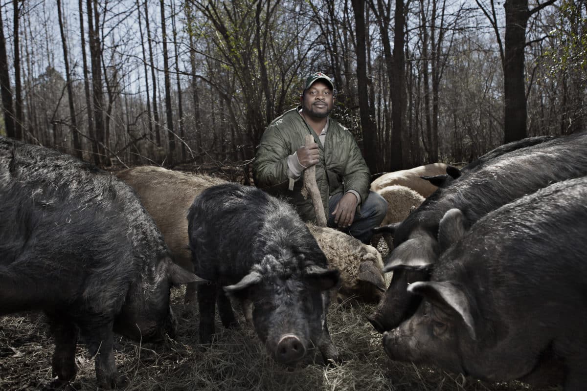 Man in green jacket connecting with pigs in an outdoor setting.