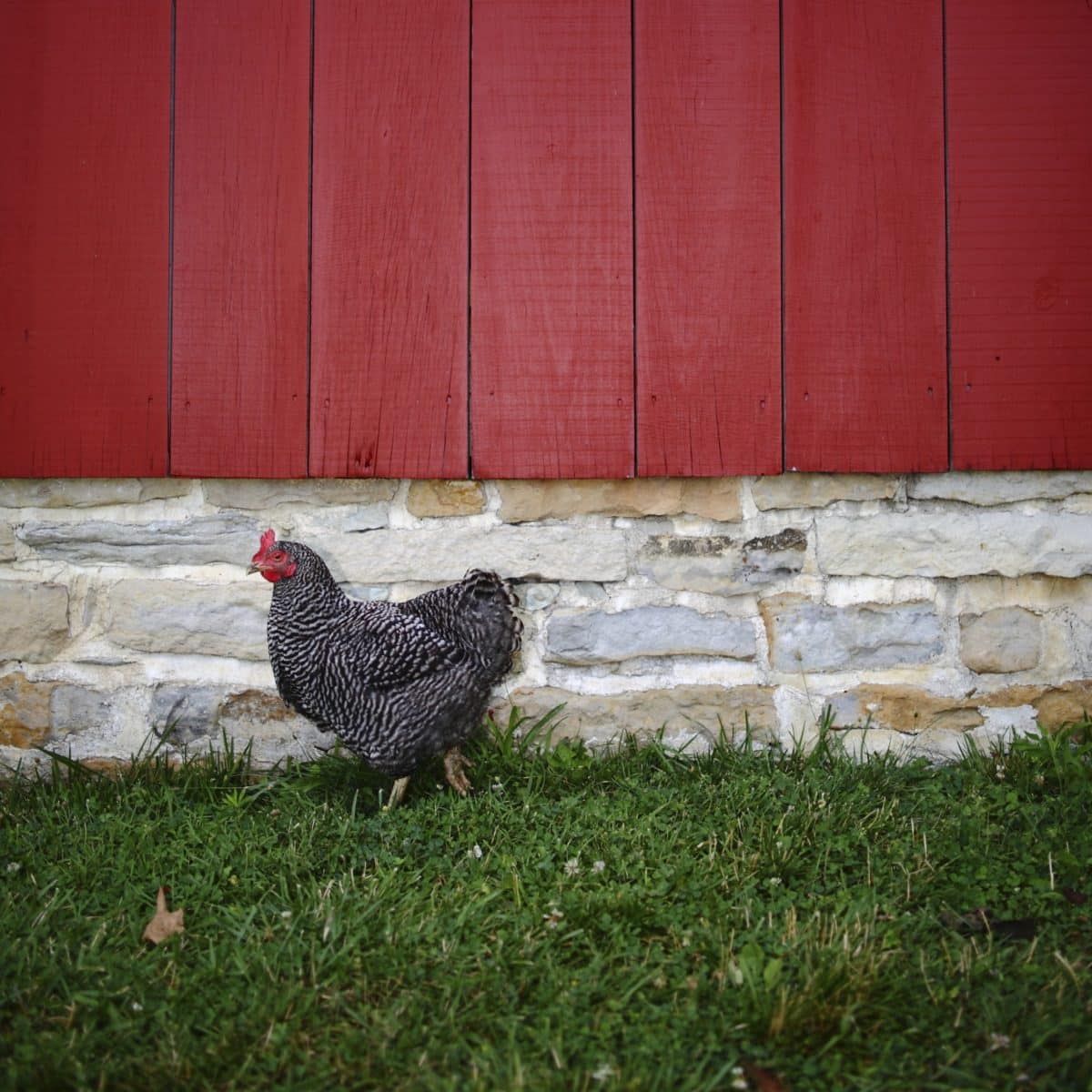 Chicken standing in front of a red barn backdrop