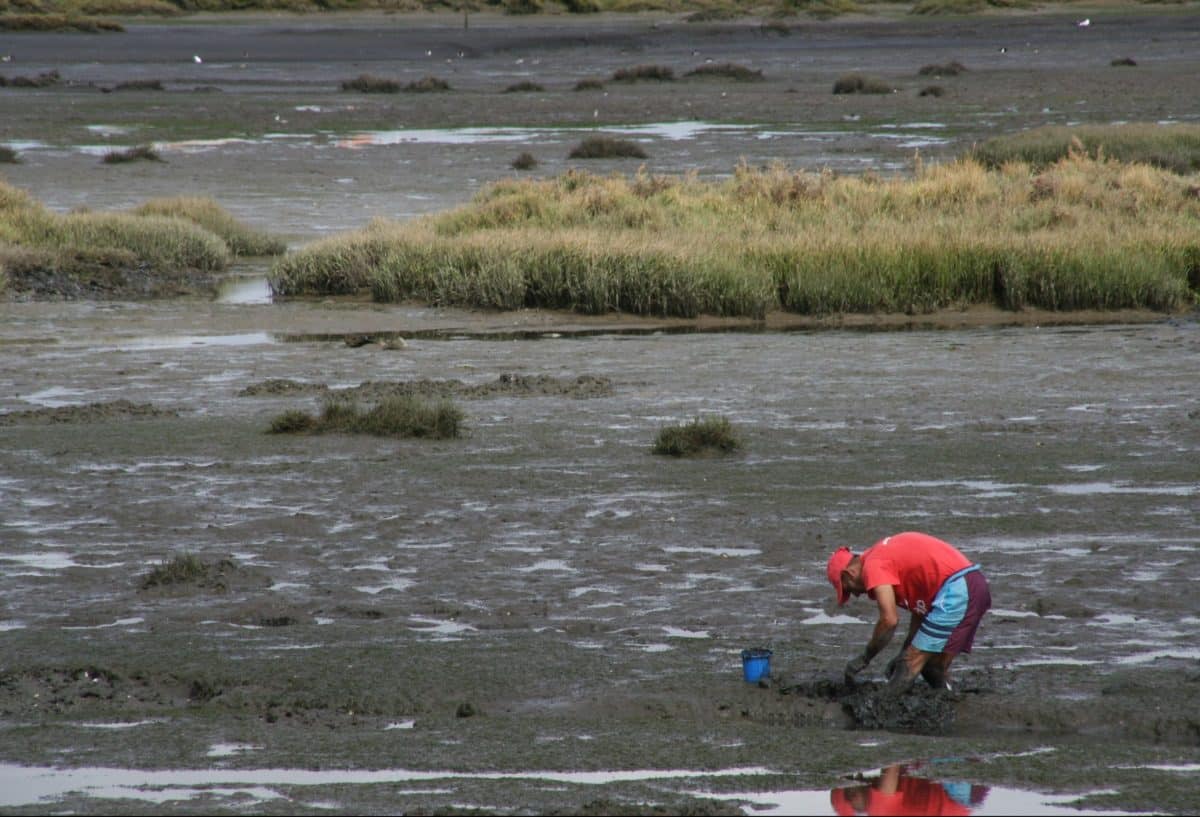Man digging in muddy flats with a focus on finding soft-shelled clams.