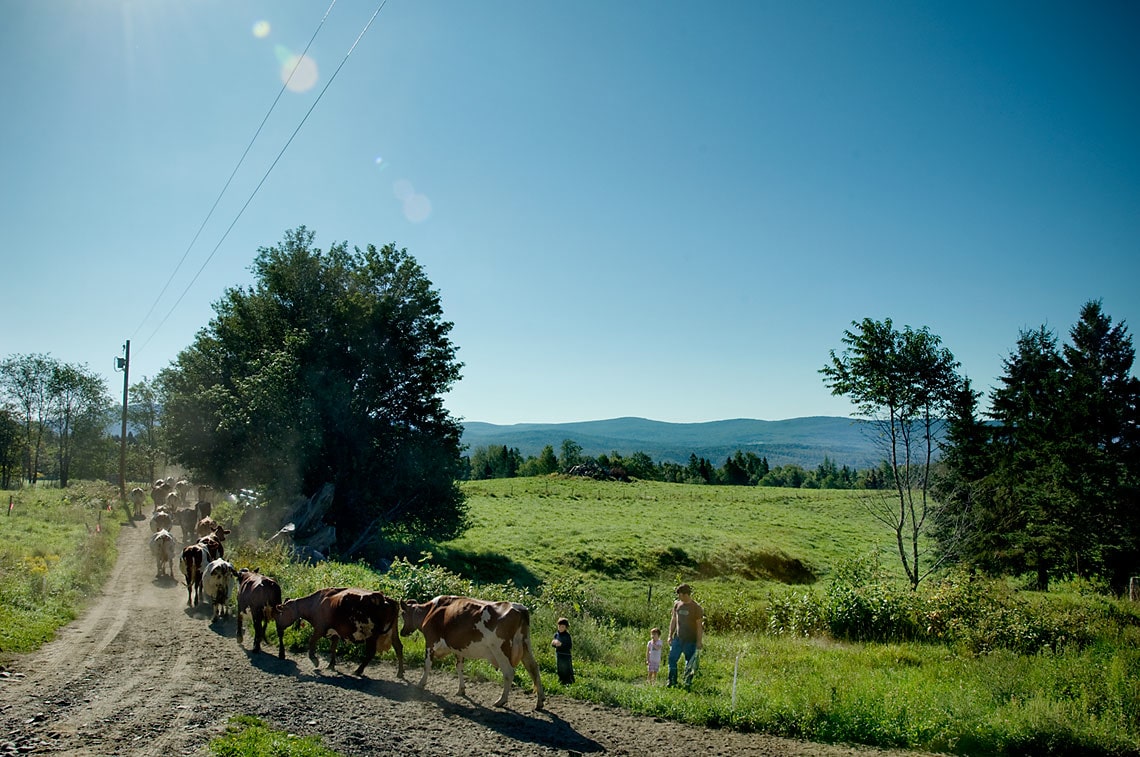 Man and children herding cows along a countryside lane