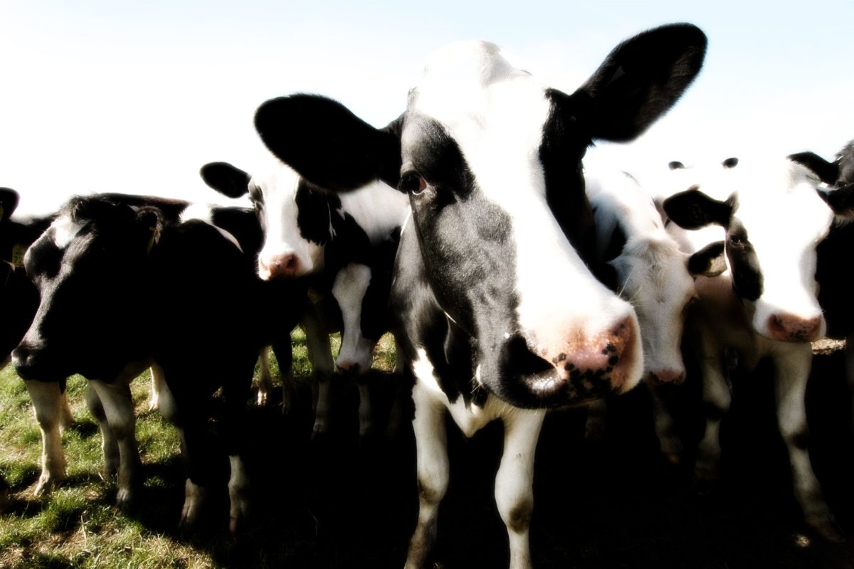 Group of black and white Holstein cows gazing directly into the camera