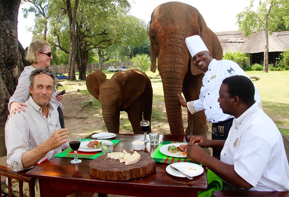 Group of people dining outdoors with elephants in the background