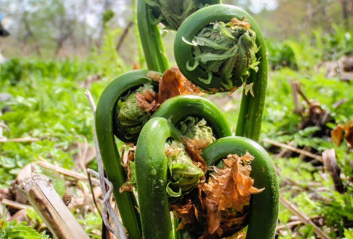 Close-up of green fiddlehead ferns in a natural setting