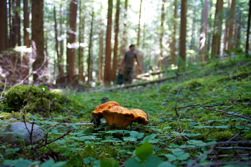 Vibrant orange mushroom resting on a lush green forest floor, with blurred figures of foragers in the background.