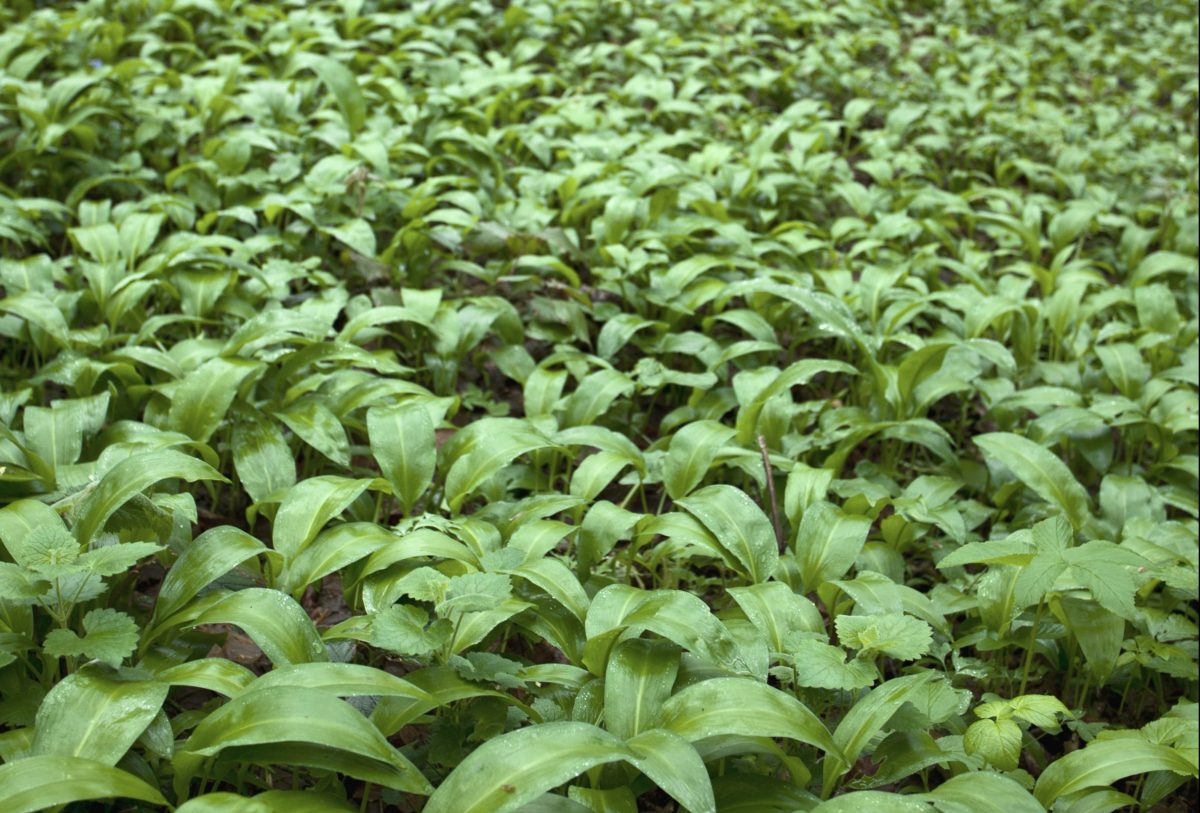 Lush patch of wild ramps growing in the forest.