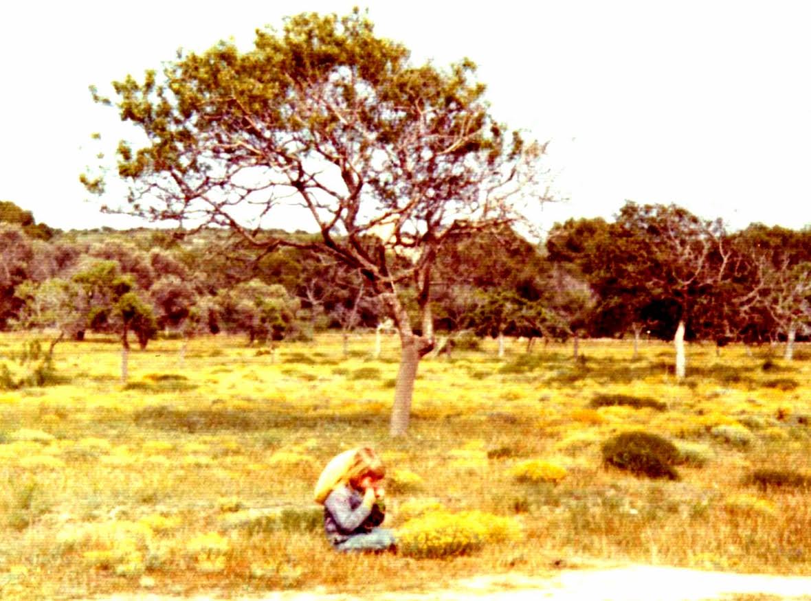 A vibrant landscape showcasing trees in the midst of nature.