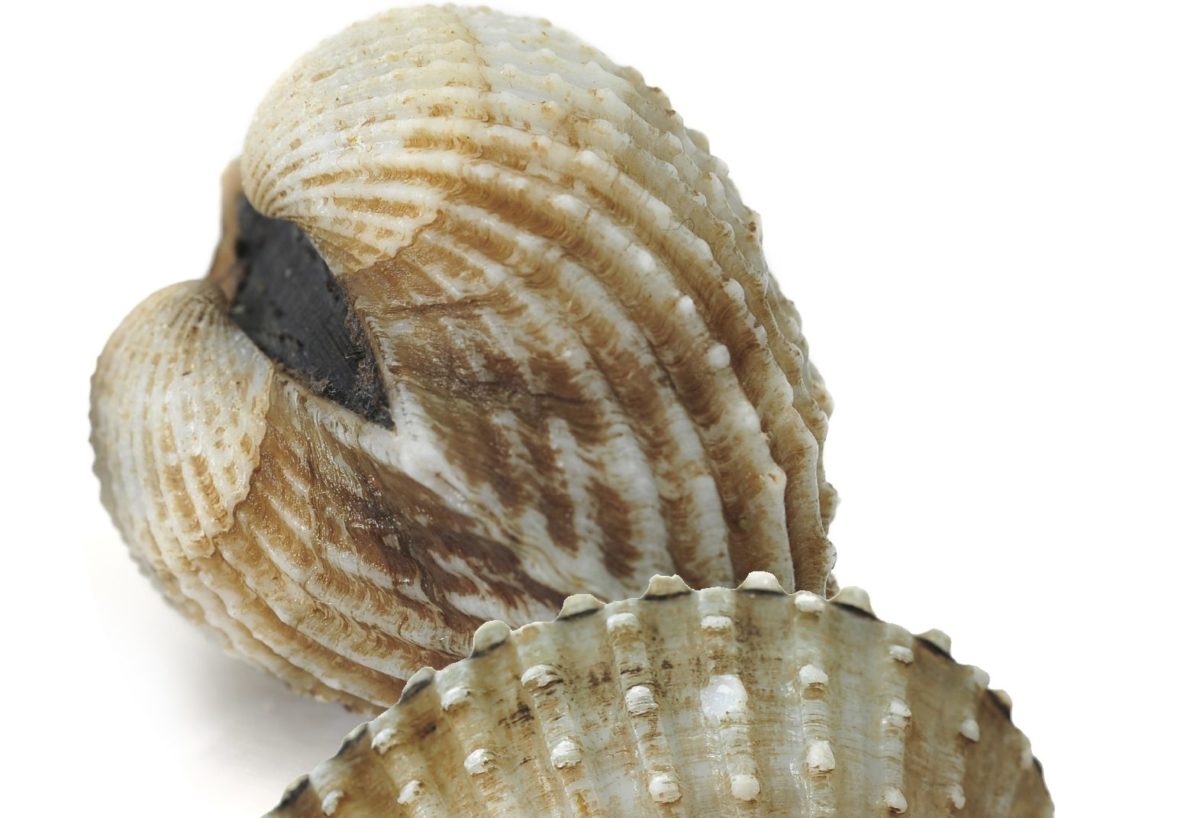 Close-up view of fresh cockles with a focus on their ridged shells.