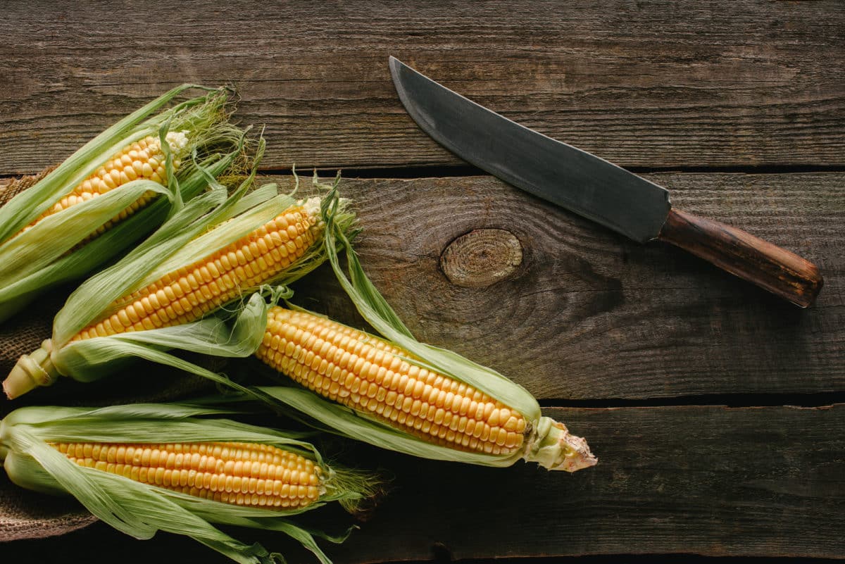 Close-up of fresh corn with husks on a wooden table, a knife to the side.