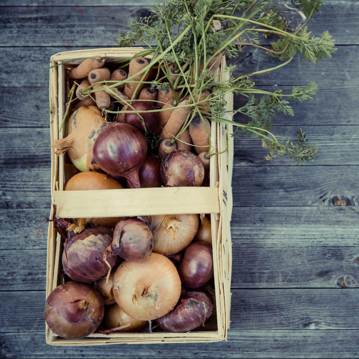 Basket filled with fresh onions and carrots. Photo by Anne Perkins