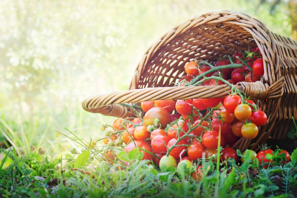 Close-up of ripe tomatoes in a wicker basket, nestled among green foliage on the ground.