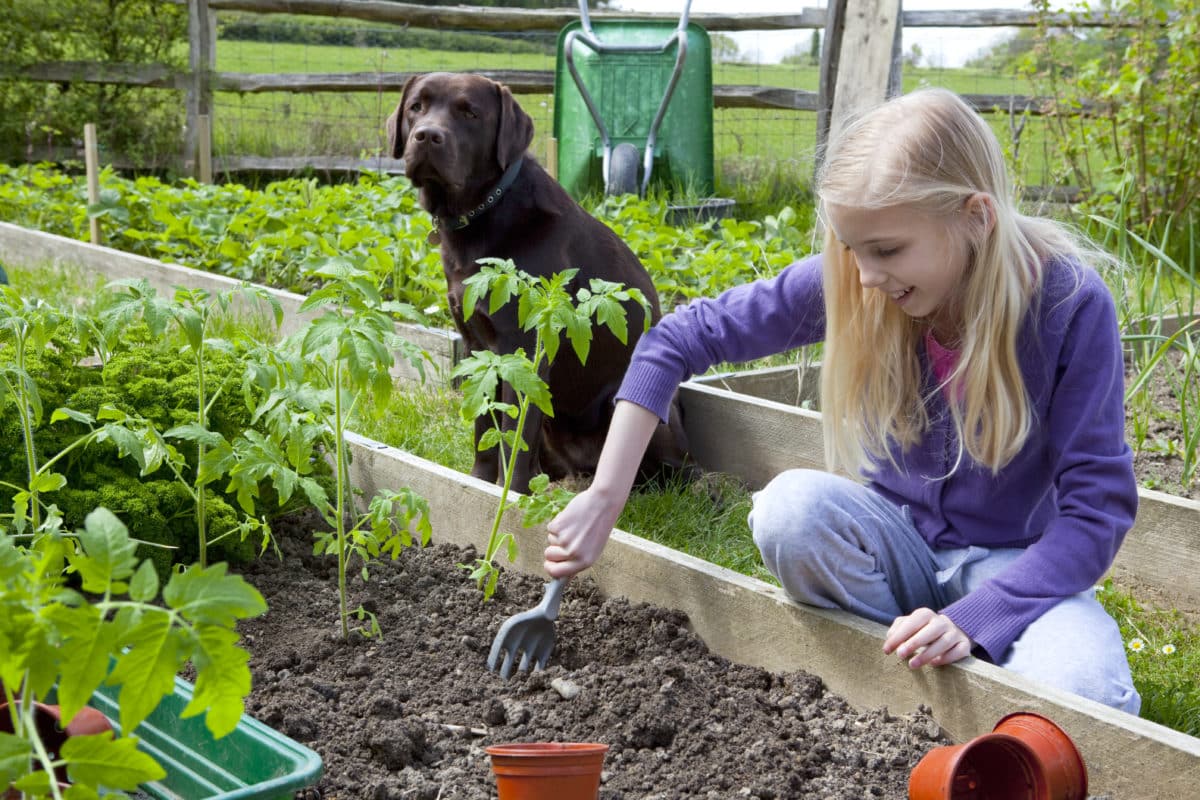 Young girl planting tomato plants in a garden, accompanied by a watchful chocolate labrador.