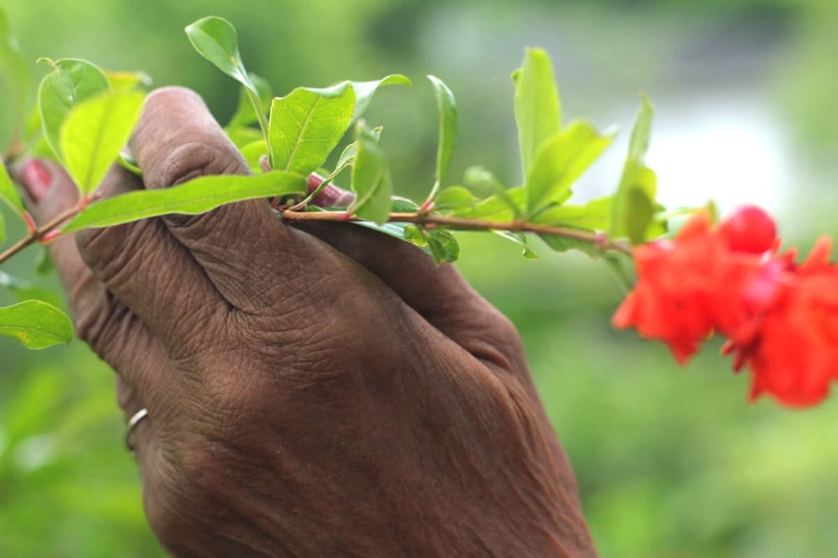 Hand delicately holding a green stem with blooming red flowers.