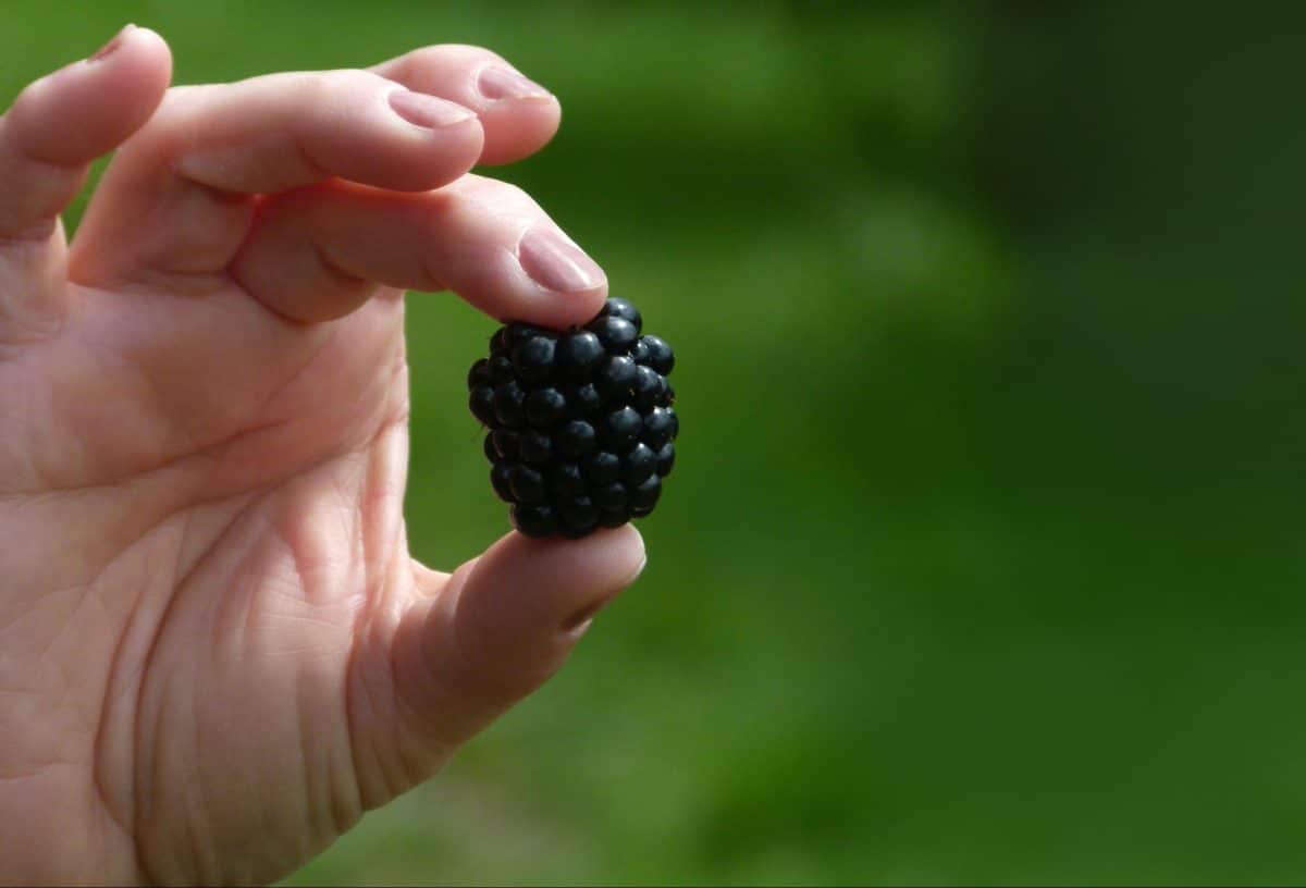 Close-up of a woman's hand holding a ripe blackberry against a green background.