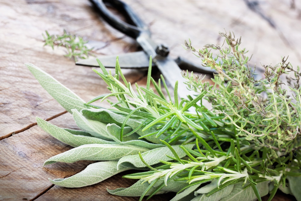Fresh sage, thyme, mint, and rosemary leaves beside vintage scissors on a wooden surface.