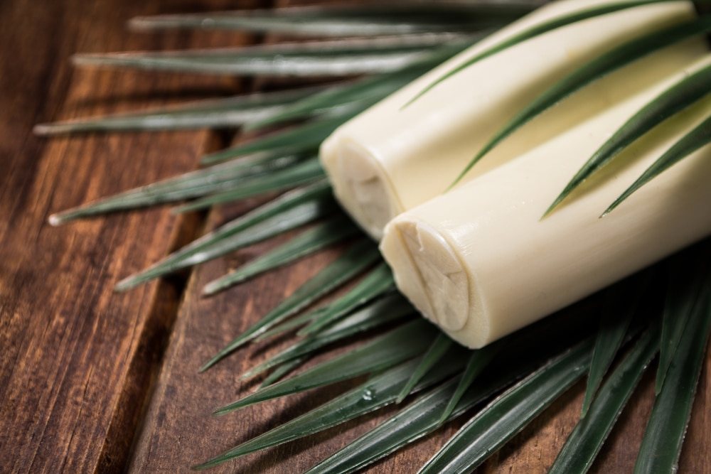 Freshly cut hearts of palm placed beside long green leaves.