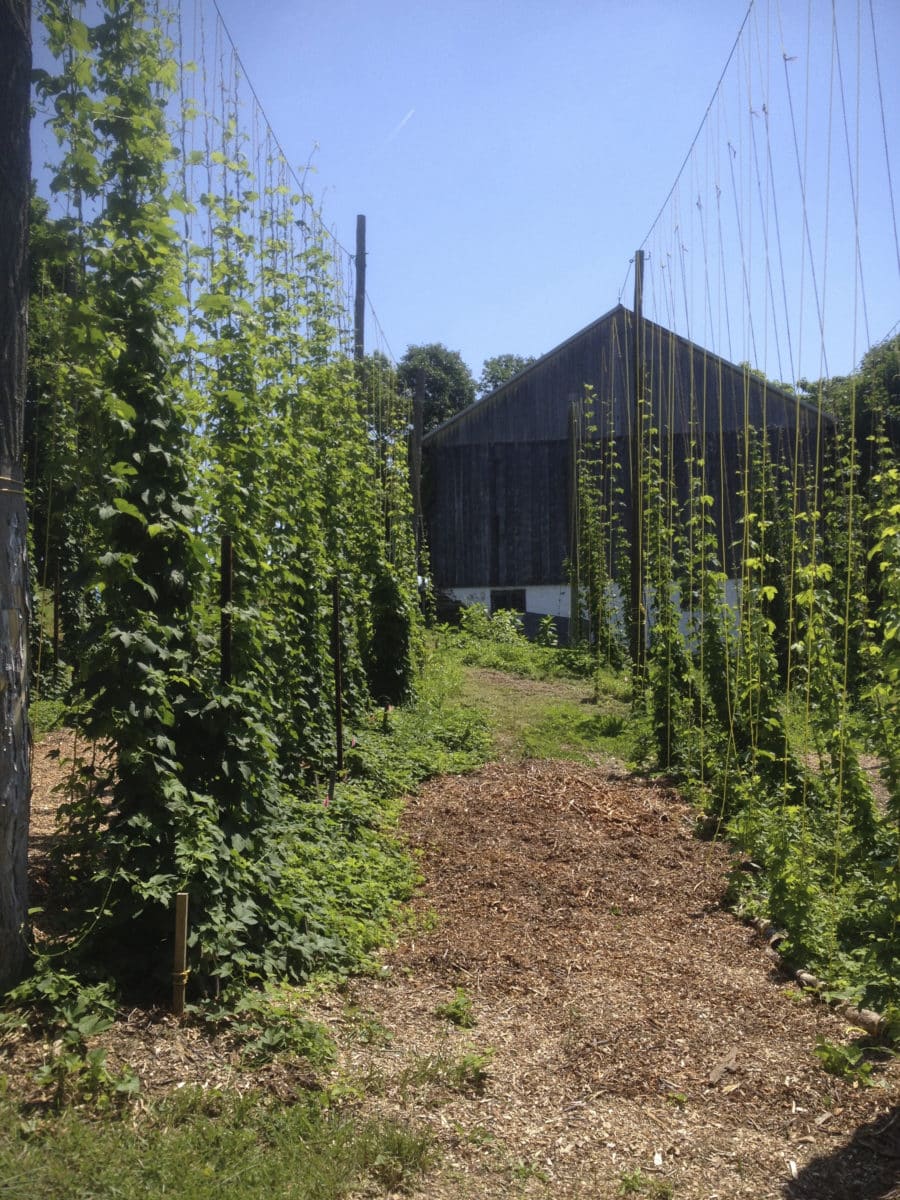 Hops vines adjacent to a rustic barn