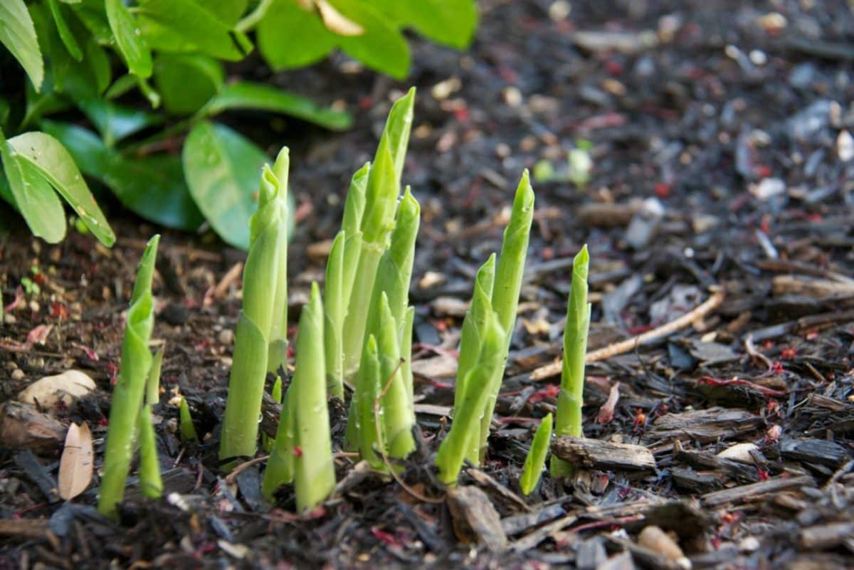 Close-up view of young Hosta shoots emerging from the soil.
