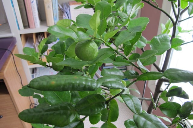 Indoor Kaffir lime tree with vibrant green leaves, showcasing resilience in colder climates