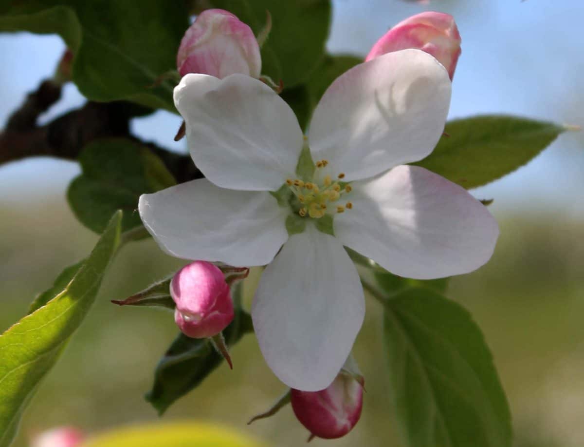 Close-up of a King Bloom apple blossom, beautifully capturing the delicate petals and budding flowers.