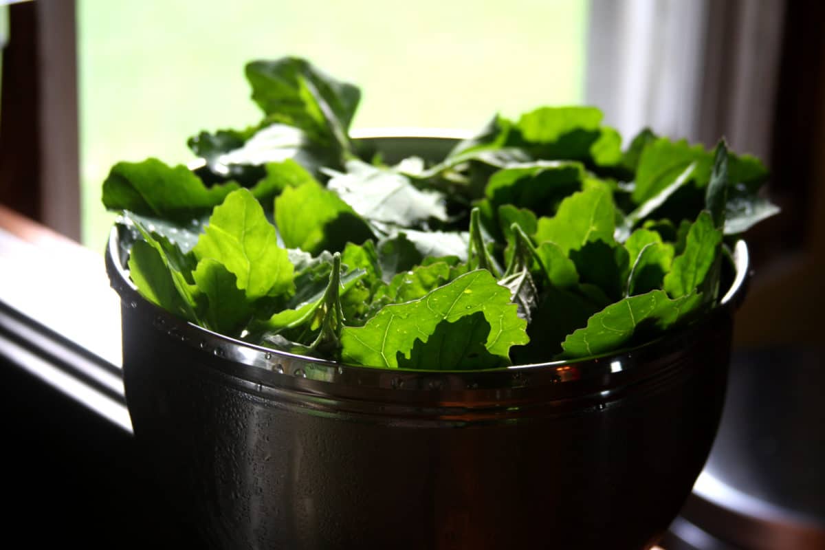 Fresh green Lamb's Quarters leaves in a dark bowl
