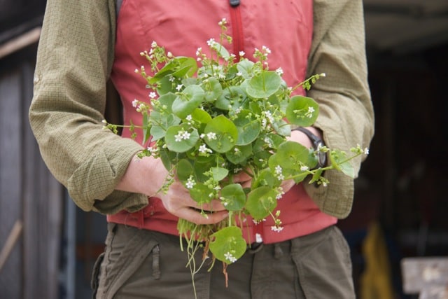 Woman holding a bunch of miner’s lettuce (Claytonia perfoliata) plants
