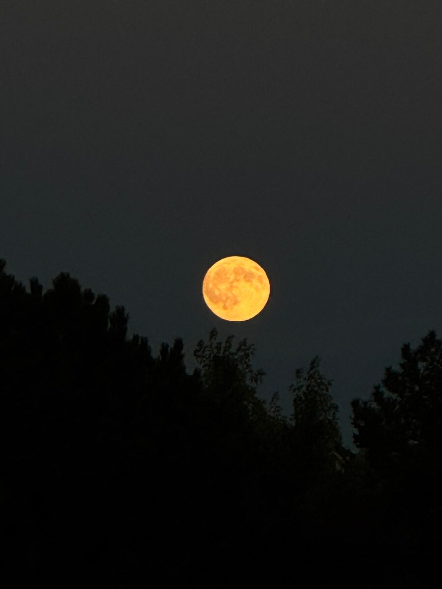 Full moon, orange against a dark sky with silouette of dark trees below.