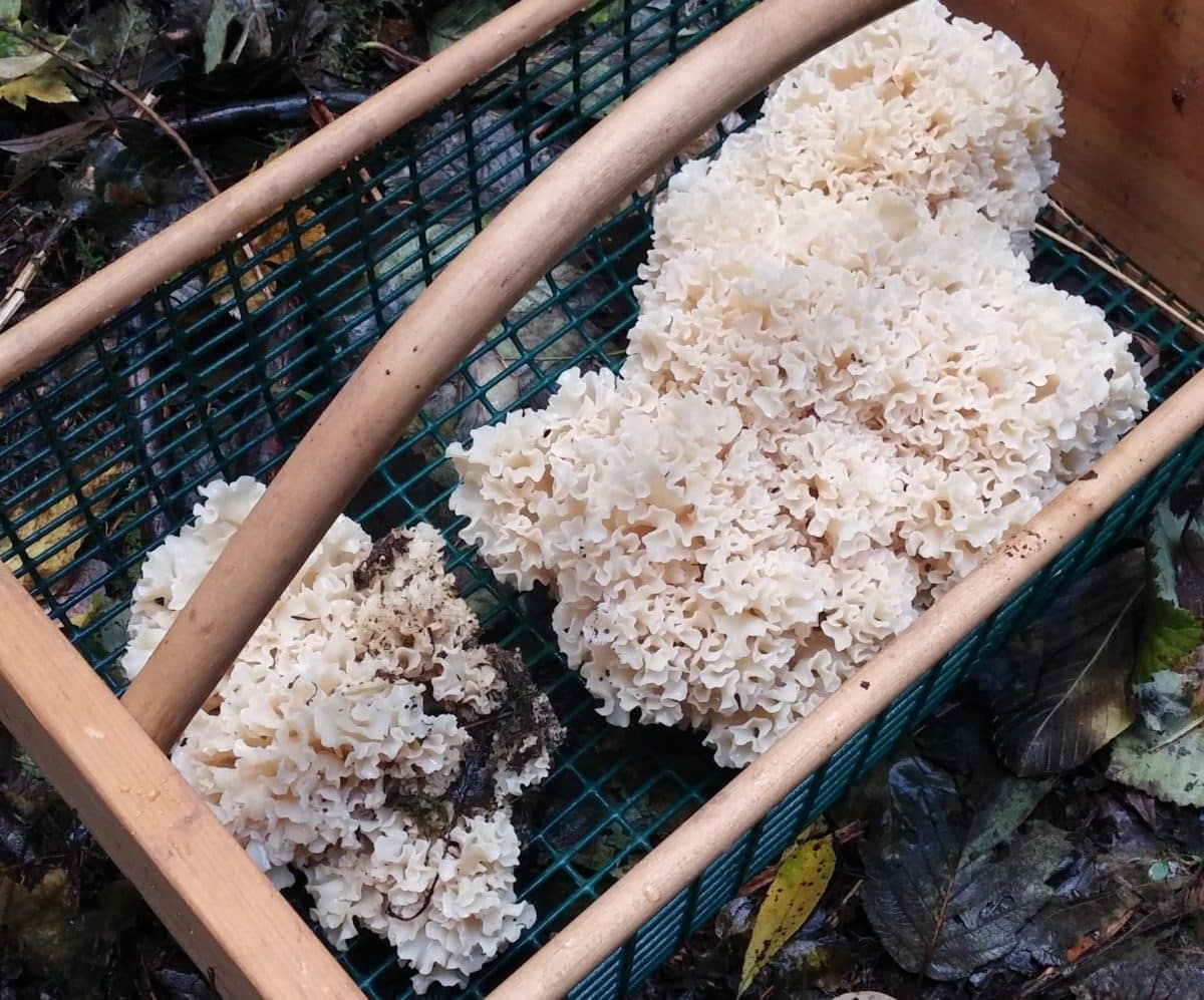 A basket showcasing a collection of white intricate mushrooms