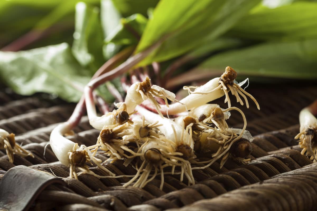 Close-up of raw organic green ramps on a woven surface.