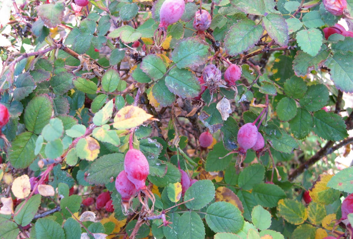 Close-up view of rose hips on a bush