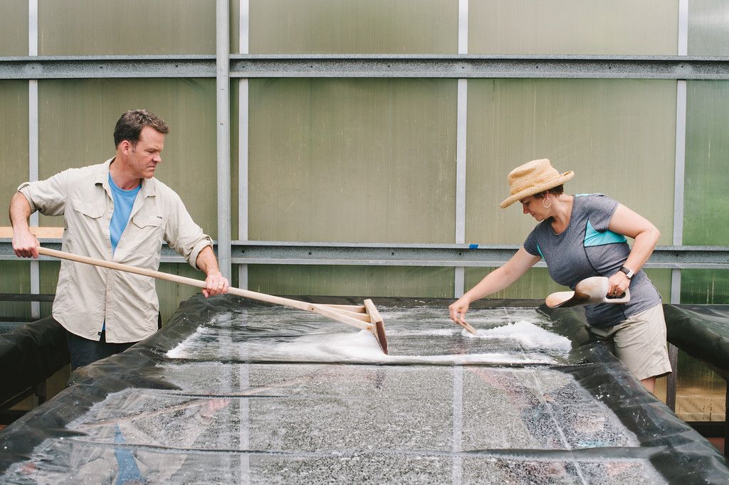 Workers harvesting salt at J.Q. Dickinson Salt Works