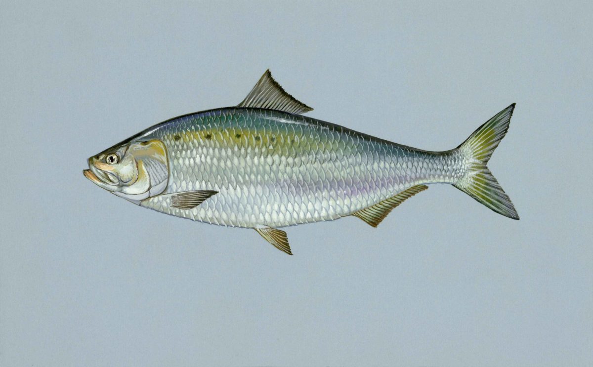 Illustration of a shad fish swimming above a cornfield.