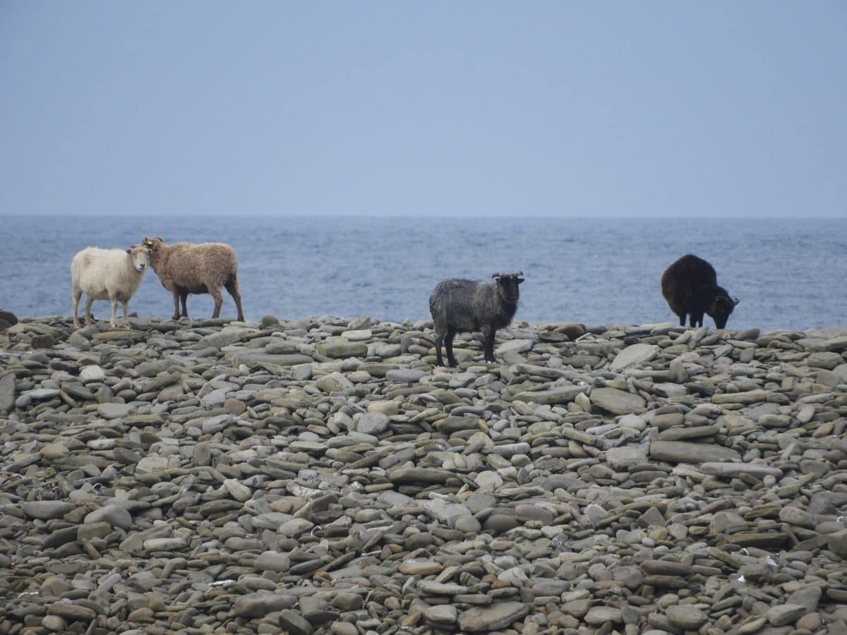 Seaweed-eating sheep on a rocky terrain