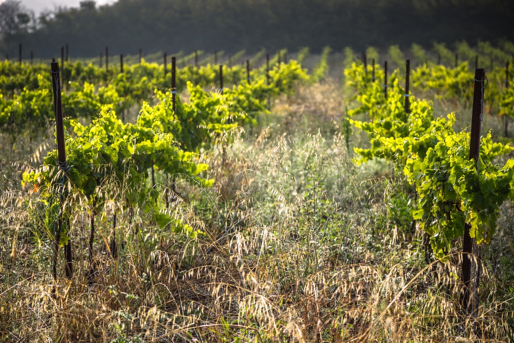 Scenic view of vineyards along the wine route in Alsace, France.