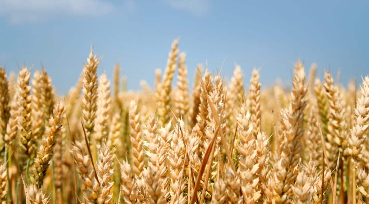Field of mature golden wheat ready for harvest