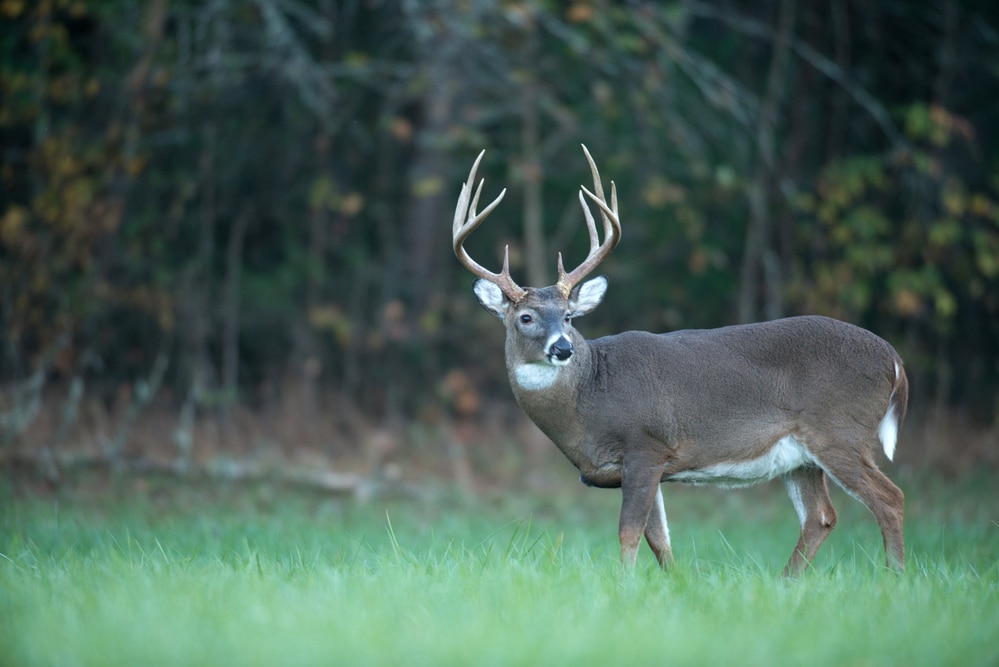 Large whitetailed deer feeding in an open meadow with trees in the background.