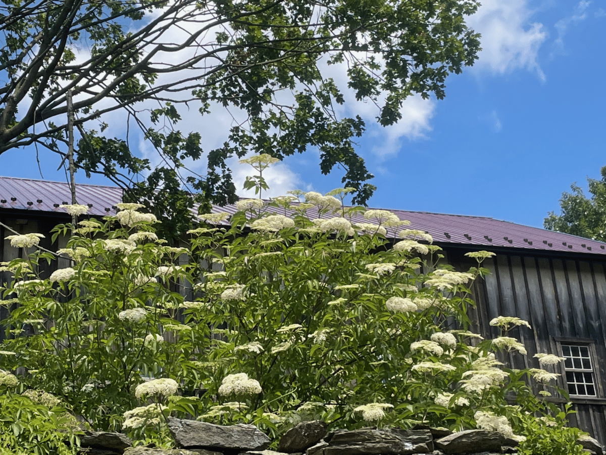 Elderflowers in front of a barn