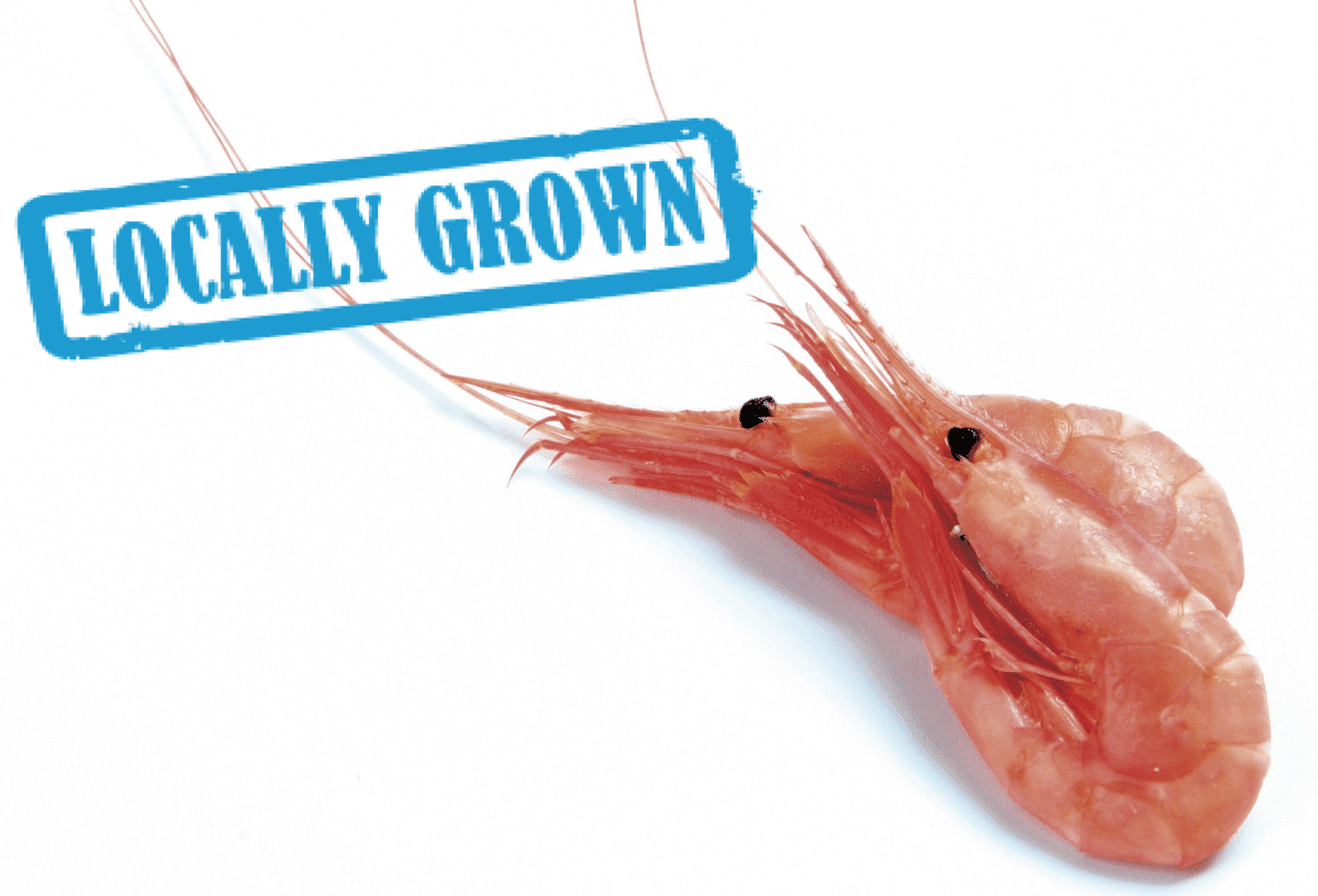 Close-up of a single pink shrimp with the label "Locally Grown"